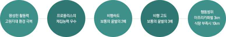 왕성한 활동력 고원지대 환경 극복 - 프로폴리스의 채집능력 우수 - 비행속도 보통의 꿀벌의 2배 - 비행 고도 보통의 꿀벌의 3배 - 행동범위 아프리카화벌 3km 식량 부족시 10km