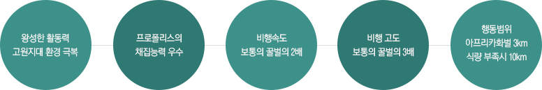 왕성한 활동력 고원지대 환경 극복 - 프로폴리스의 채집능력 우수 - 비행속도 보통의 꿀벌의 2배 - 비행 고도 보통의 꿀벌의 3배 - 행동범위 아프리카화벌 3km 식량 부족시 10km